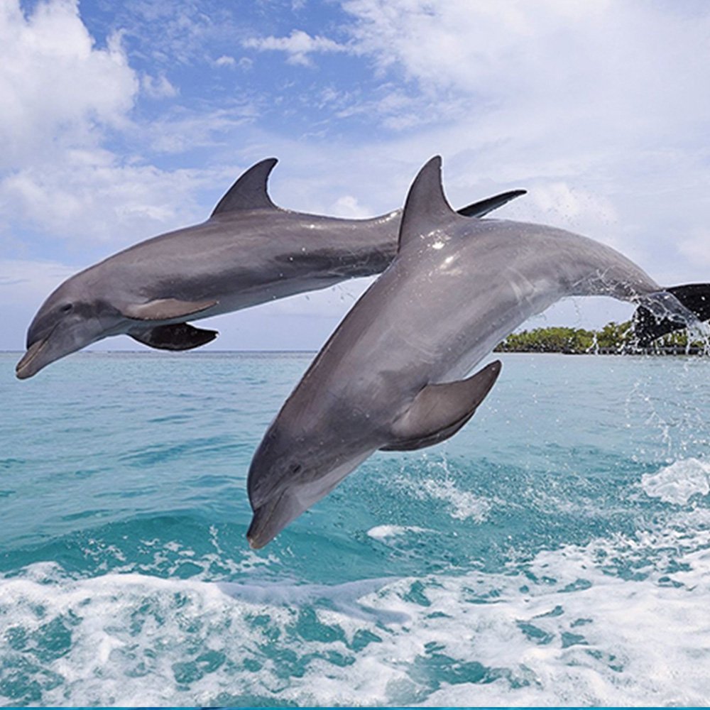 Dolphin Tour