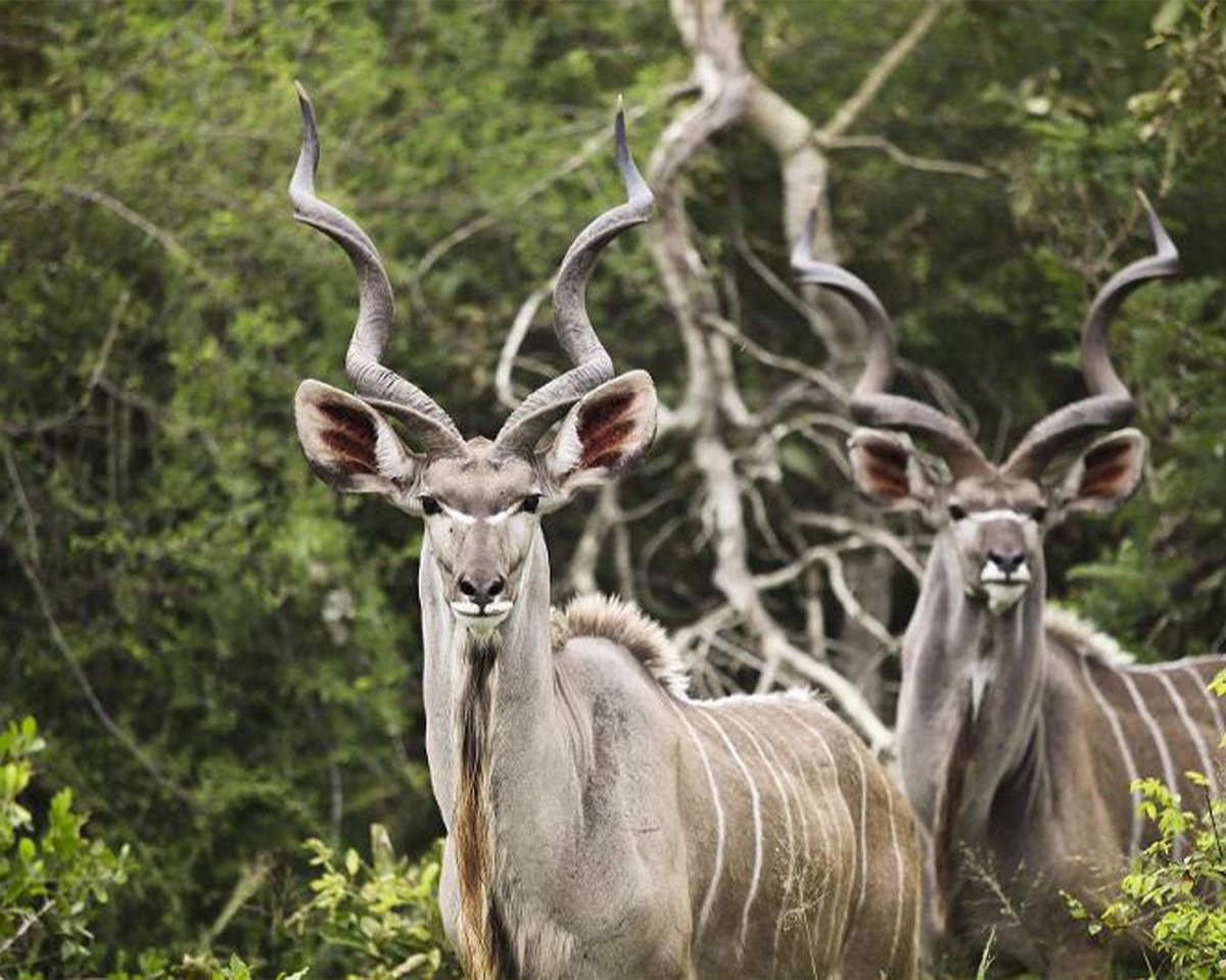 2 Days 1 Night Ruaha National Park