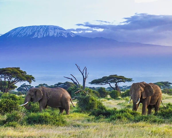 Tanzania safaris